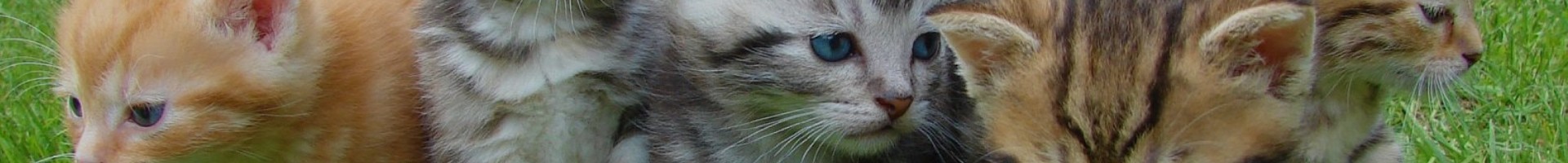  Τα πάντα για την Γάτα σας σε μοναδικές τιμές ! | Petfan.gr