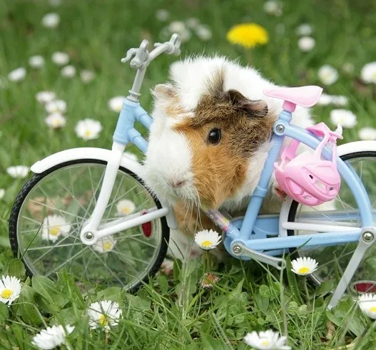 ΙΝΔΙΚΑ ΧΟΙΡΙΔΙΑ