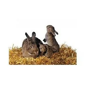 ΥΠΟΣΤΡΩΜΑΤΑ