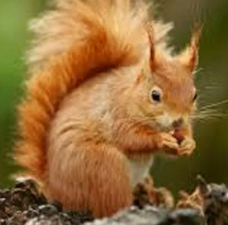 ΣΚΙΟΥΡΟΙ - ΝΥΦΙΤΣΕΣ- ΚΟΥΝΑΒΙΑ