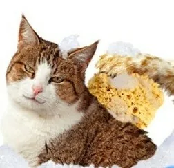 ΕΙΔΗ ΠΕΡΙΠΟΙΗΣΗΣ - ΥΓΙΕΙΝΗ