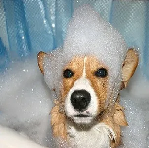 ΣΑΜΠΟΥΑΝ -CONDITIONER