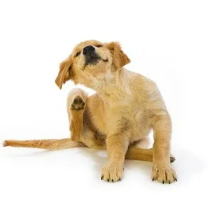 ΑΝΤΙΠΑΡΑΣΙΤΙΚΑ