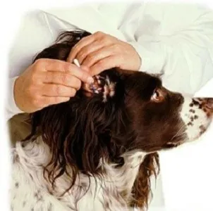 ΑΥΤΙΑ - ΜΑΤΙΑ