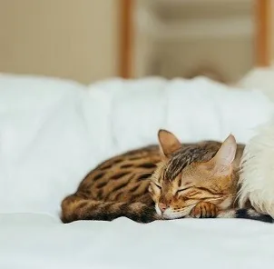 ΥΠΝΟΣ - ΞΕΚΟΥΡΑΣΗ