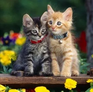 ΠΕΡΙΛΑΙΜΙΑ - ΣΑΜΑΡΑΚΙΑ