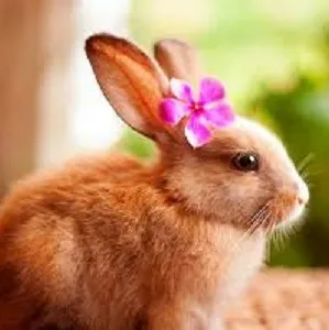 ΕΙΔΗ ΚΑΛΛΩΠΙΣΜΟΥ