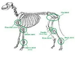 ΓΙΑ ΚΟΚΚΑΛΑ - ΑΡΘΡΩΣΕΙΣ