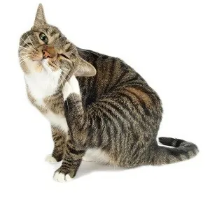 ΑΝΤΙΠΑΡΑΣΙΤΙΚΑ