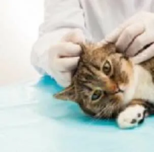 ΑΥΤΙΑ - ΜΑΤΙΑ