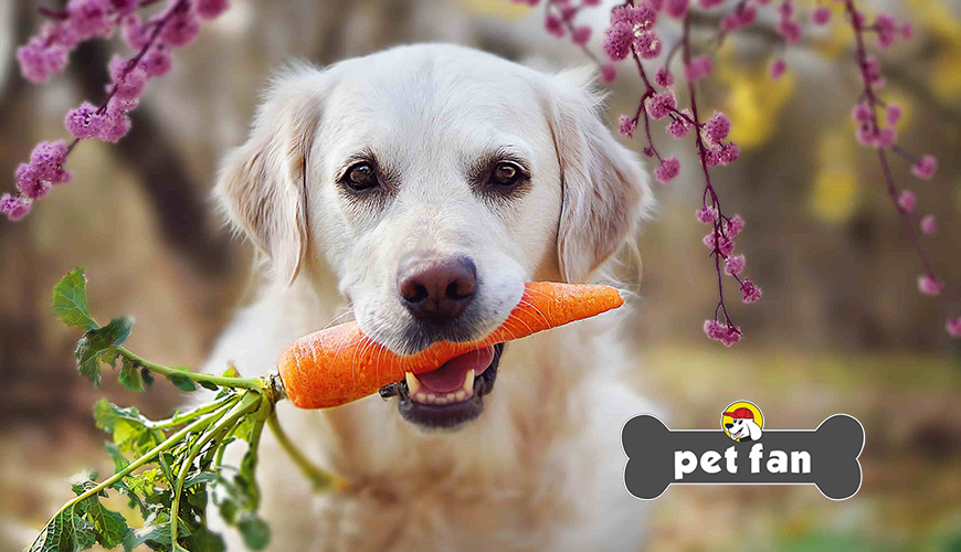 Μπορούν οι σκύλοι να τρώνε όλες τις ανθρώπινες τροφές; Και ναι και όχι  (Μέρος 1ο)