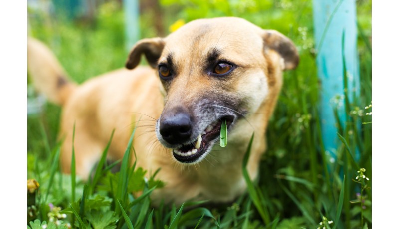 Είναι καλό να αφήνεις τον σκύλο σου να τρώει γρασίδι;