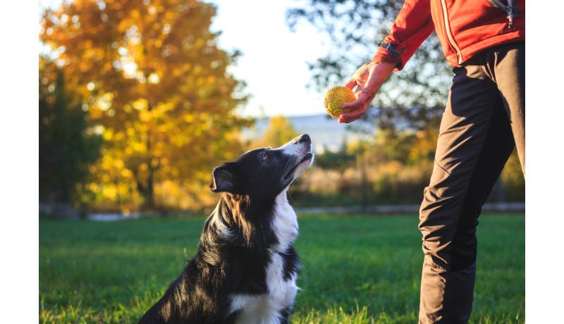 Υπακούει ο σκύλος σου σε αυτές τις 3 σημαντικές εντολές;