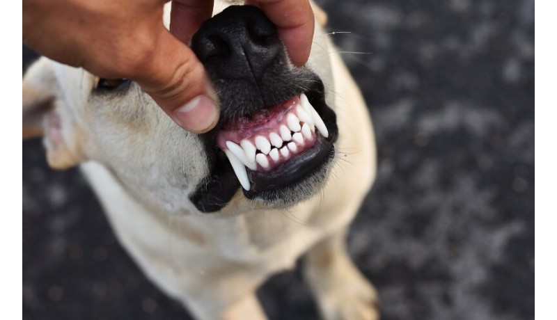 Πόσα δόντια έχουν οι σκύλοι και πότε εμφανίζονται; (Μέρος 2ο)