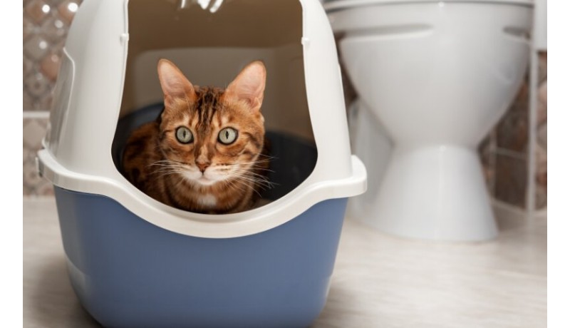 Μήπως η αμμολεκάνη της γάτας σου αποκαλύπτει κάποιο πρόβλημα; (Μέρος 2ο)