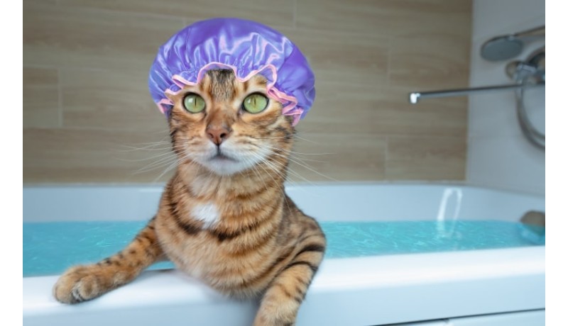 Γιατί οι γάτες μισούν το νερό;