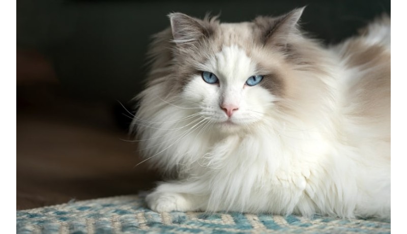 Γιατί οι ηλικιωμένες γάτες συμπεριφέρονται διαφορετικά; (Μέρος 2ο)