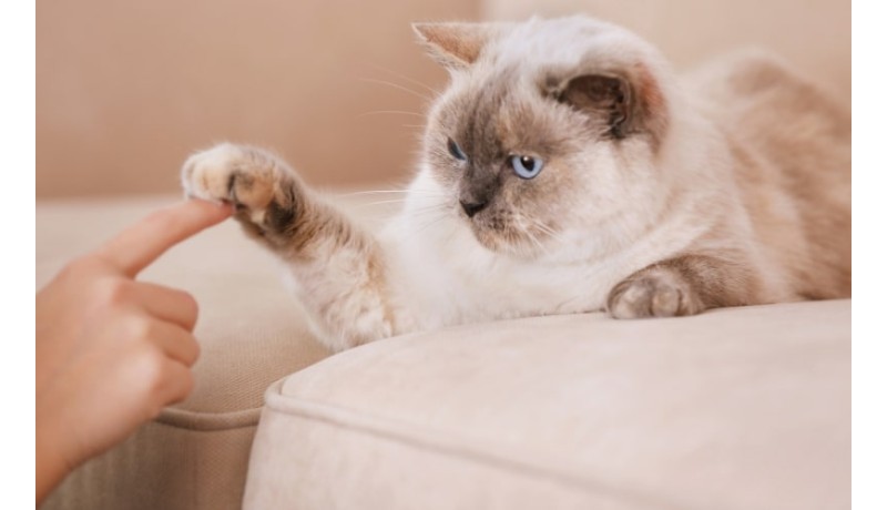 Αλήθεια, σε αναγνωρίζει η γάτα σου