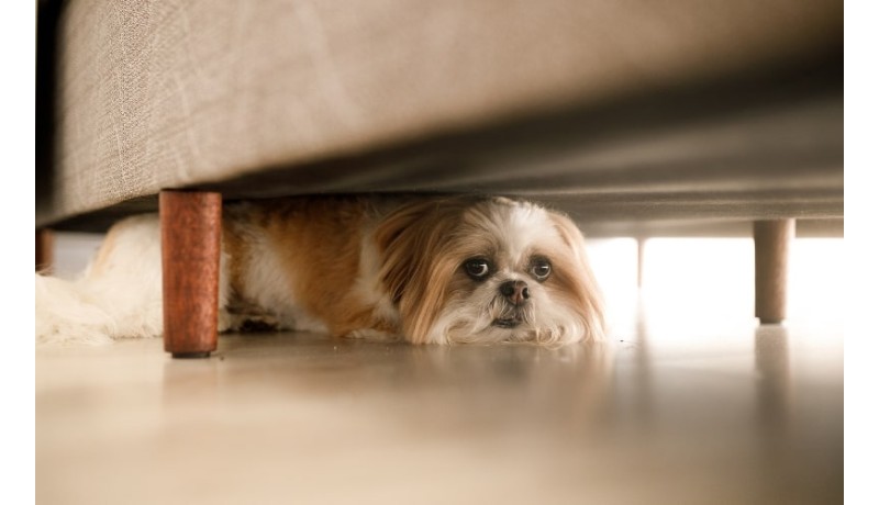 Όταν η ειρήνη γίνεται πανικός. Τι τρελαίνει τον σκύλο σου; (Μέρος 2ο)
