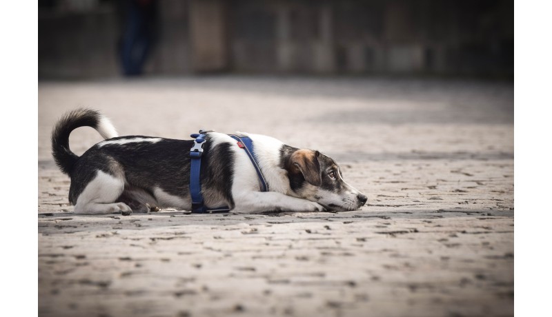 Ενδεικτικά σημάδια επιληψίας στον σκύλο σου