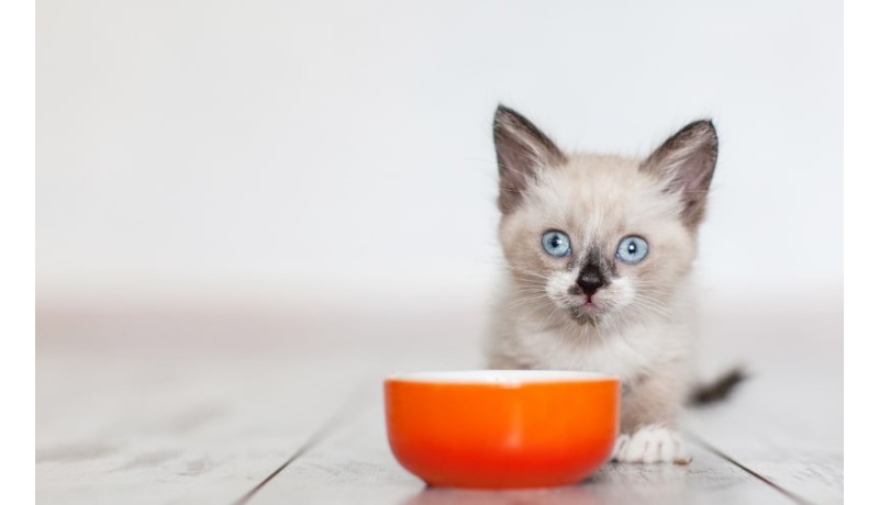 Οι μεγάλοι κίνδυνοι της πολυφαγίας των μικρών γατών (Μέρος 2ο)