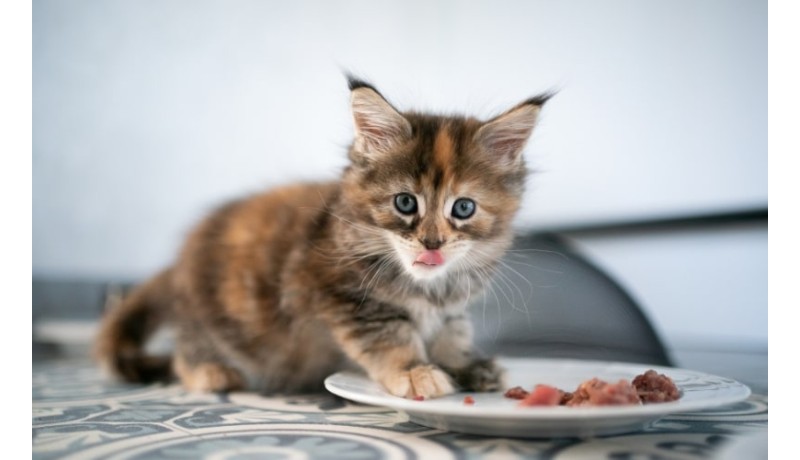 Οι μεγάλοι κίνδυνοι της πολυφαγίας των μικρών γατών (Μέρος 1ο)