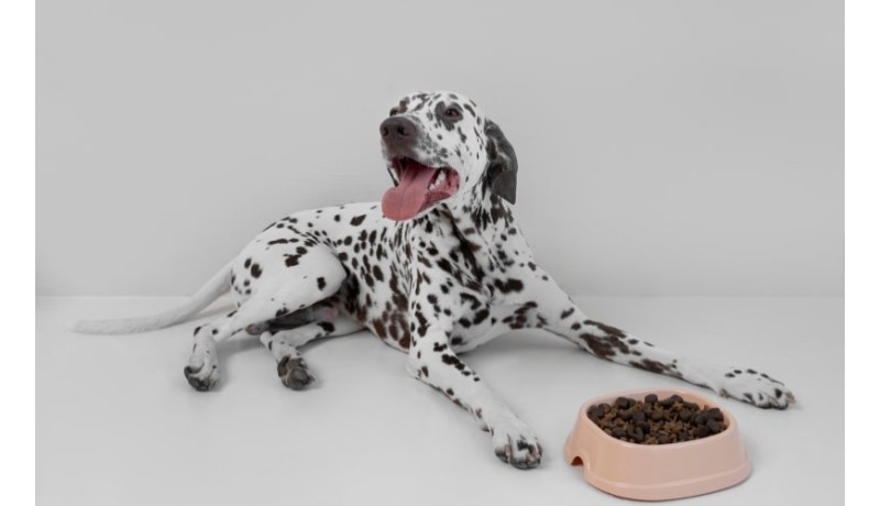 Γιατί ο σκύλος σου φυλάει τους πόρους του και πως αυτό θα αλλάξει. (Μέρος 2ο)