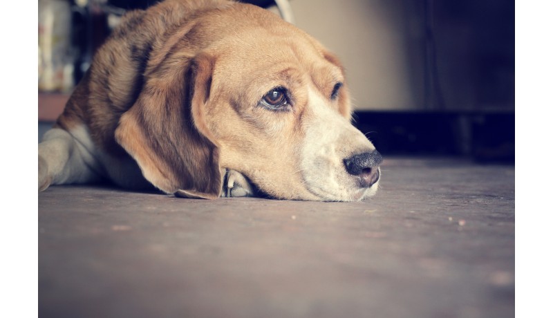 Μία ύπουλη κατάσταση που μπορεί να βλάψει το κατοικίδιο σου (Μέρος 1ο)