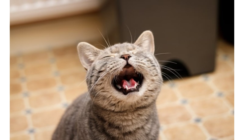 Γιατί οι ηλικιωμένες γάτες συμπεριφέρονται διαφορετικά; (Μέρος 1ο)