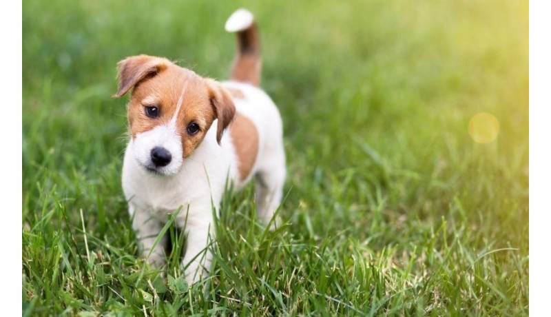 Το ύπουλο παράσιτο που μπορεί εύκολα να μολύνει το κουτάβι σου. (Μέρος 2ο)
