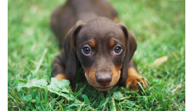 Το ύπουλο παράσιτο που μπορεί εύκολα να μολύνει το κουτάβι σου. (Μέρος 1ο)