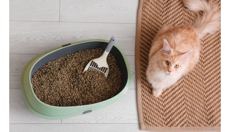 Μήπως η αμμολεκάνη της γάτας σου αποκαλύπτει κάποιο πρόβλημα; (Μέρος 1ο)