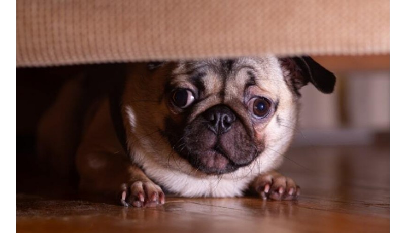 Όταν η ειρήνη γίνεται πανικός. Τι τρελαίνει τον σκύλο σου; (Μέρος 1ο)