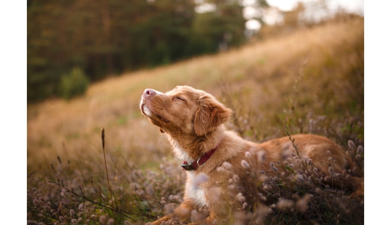 Τι μπορεί να φταίει για τη φαγούρα και τη ξηροδερμία του σκύλου σου;