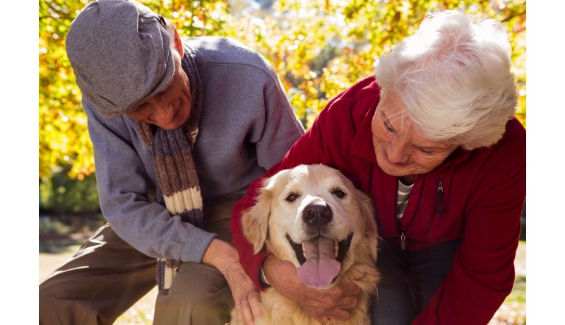 Γιατί τα χρυσά σου χρόνια φωτίζονται από την παρουσία ενός σκύλου; (Μέρος 1ο)