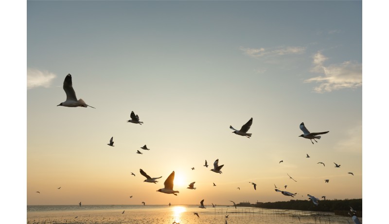 Γιατί μεταναστεύουν τα πουλιά;