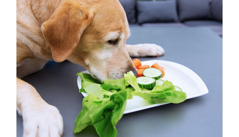 Είναι αυτό το τραγανό λαχανικό ενισχυτικό της υγείας του κατοικιδίου σου;