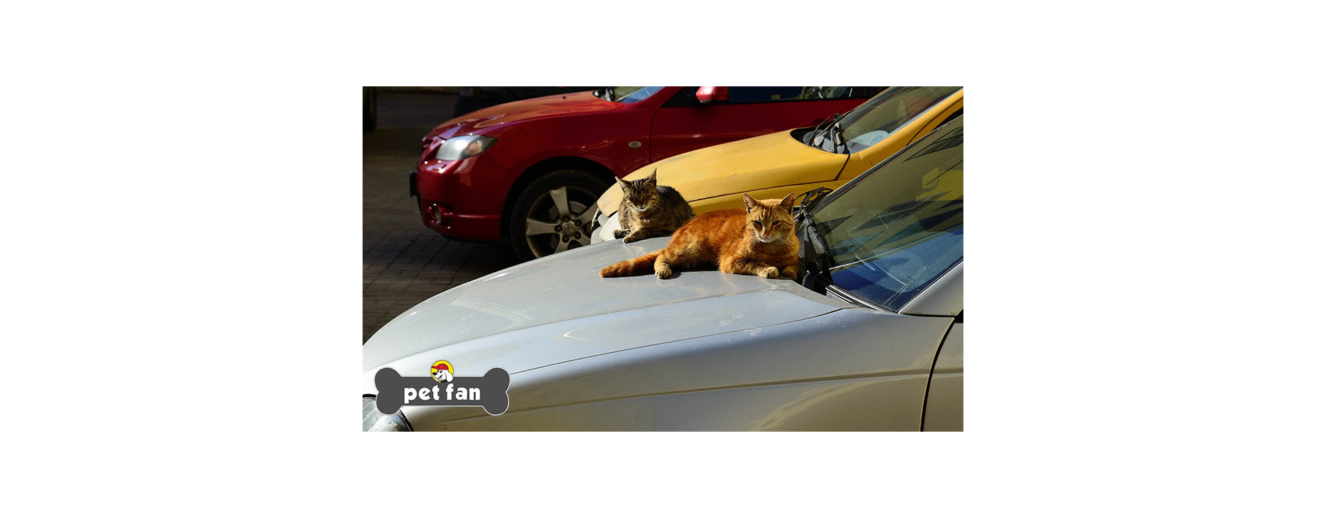 Γάτες πάνω στο αυτοκίνητο σου; Μάθε πως θα τις αντιμετωπίσεις