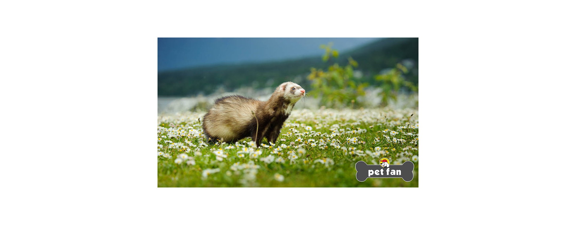 Κουνάβια: 22 μύθοι για τα αγαπημένα μας ferret που καταρρίπτονται