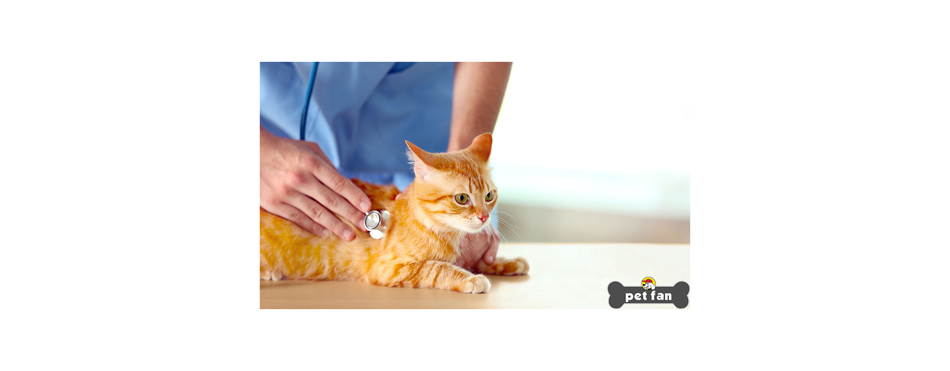 Γάτα και επίσκεψη στον κτηνίατρο: Τρόποι μείωσης του άγχους της.