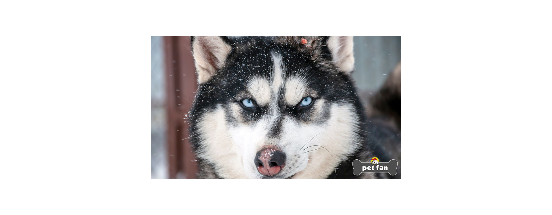 10 πράγματα που ίσως αγνοούσες για τα Χάσκυ Σιβηρίας (Siberian Husky)