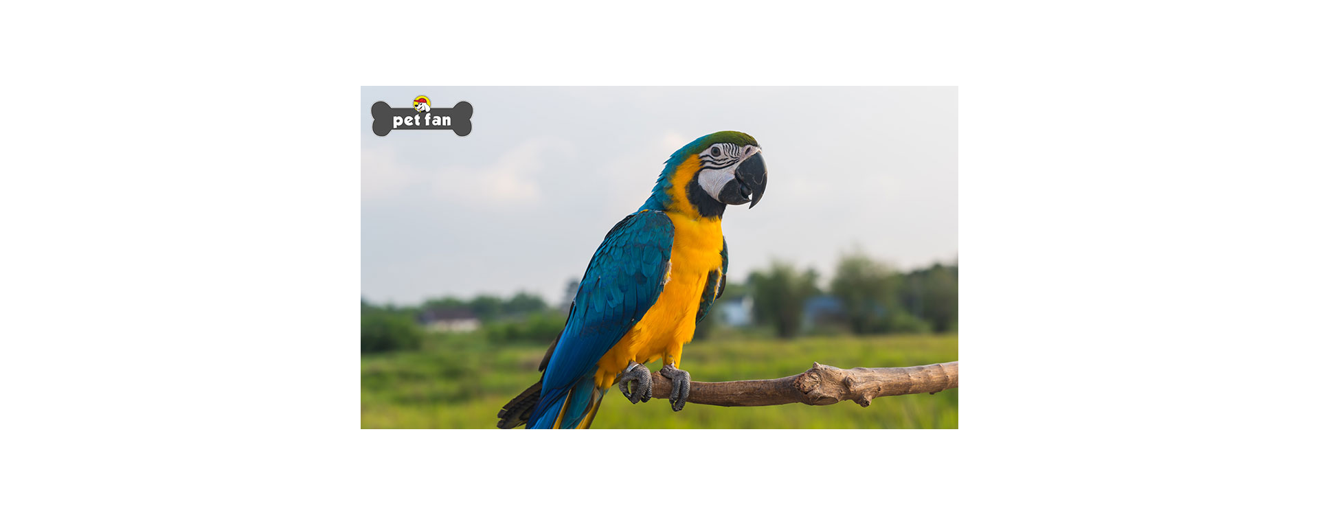 12 πράγματα για τους μεγαλοπρεπείς παπαγάλους Macaw