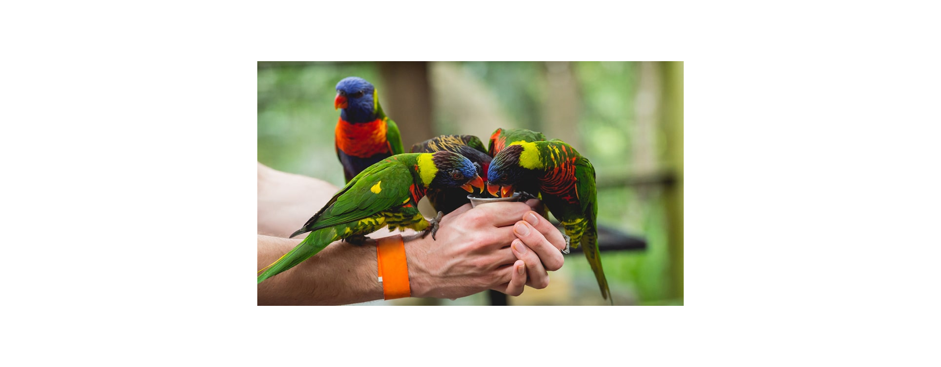 Γιατί οι παπαγάλοι χρειάζονται την πρωτεΐνη στη διατροφή τους;