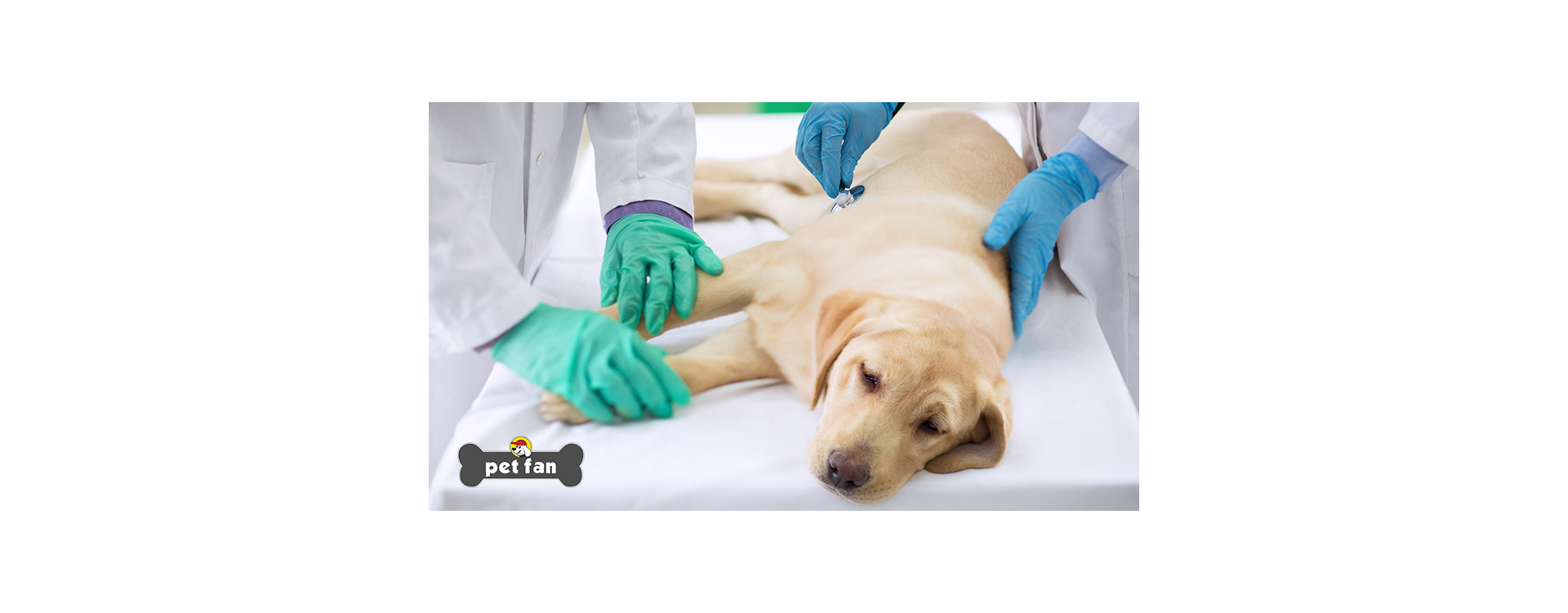 Πυομήτρα: Η απειλή που μπορεί να σκοτώσει τη σκυλίτσα σου μέσα σε 48 ώρες