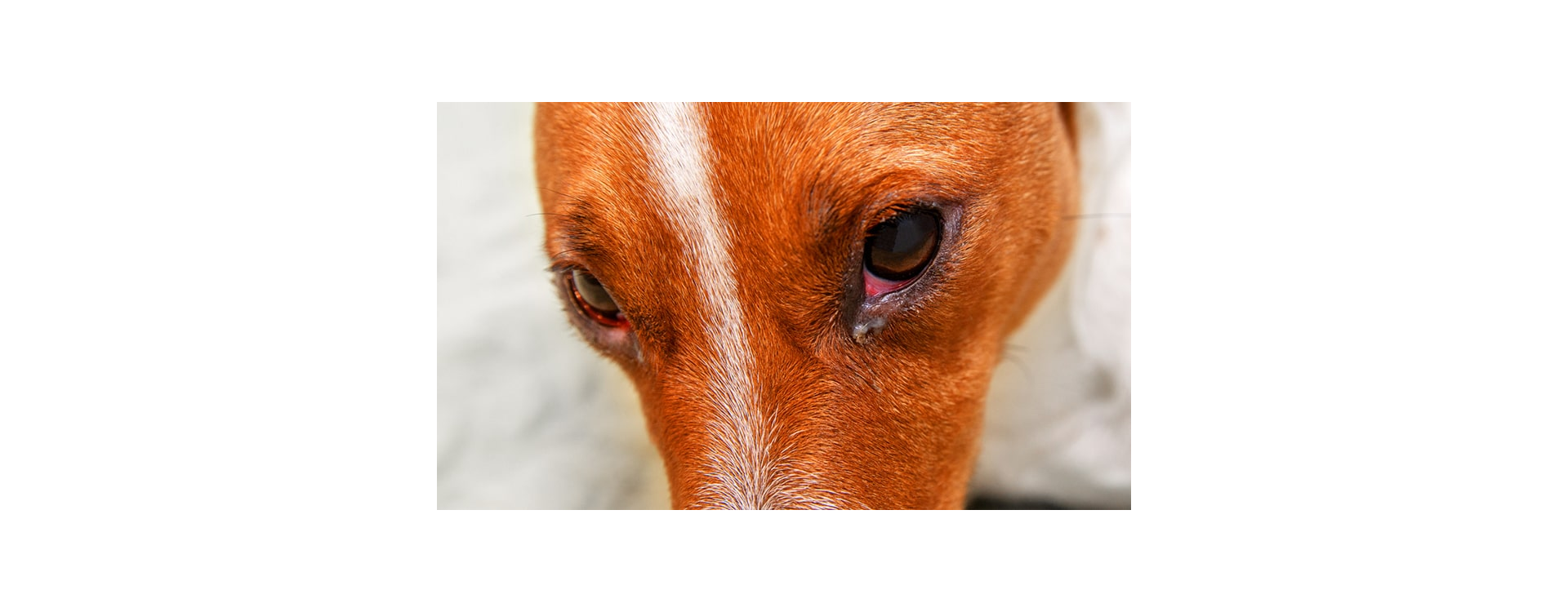 Γιατί τα μάτια του σκύλου σου είναι κόκκινα;