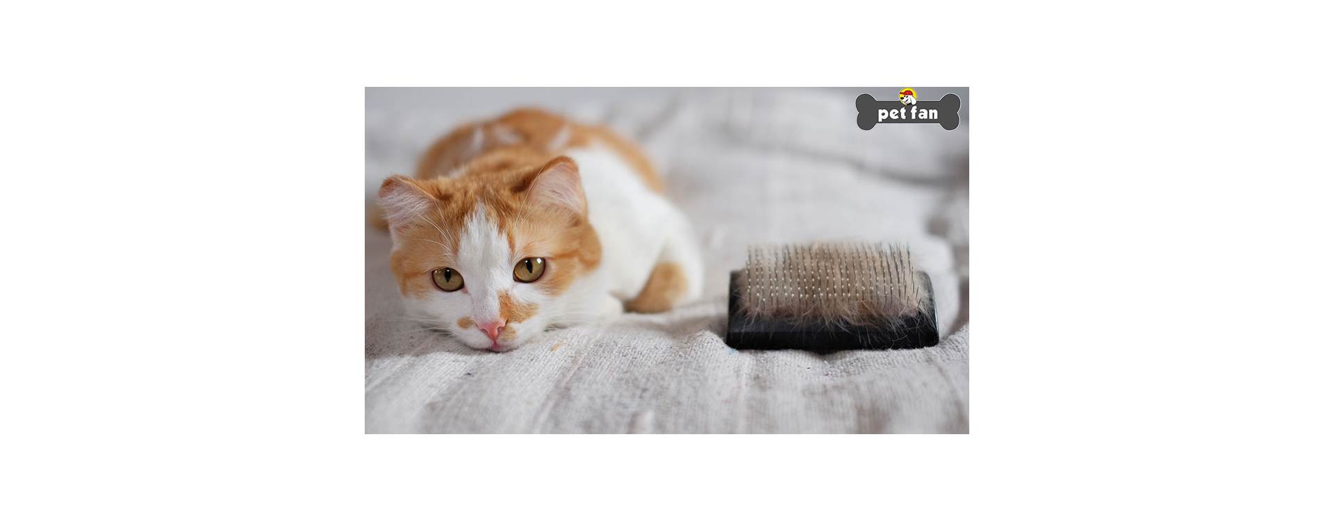 Τριχόμπαλες στη γάτα: Συμπτώματα, θεραπεία και αποτροπή τους
