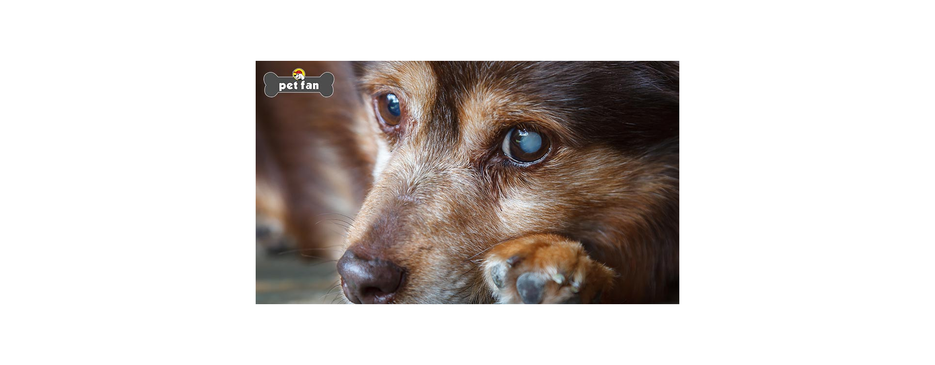 Τύφλωση στον σκύλο: Σημάδια, αιτίες και τρόποι αντιμετώπισής της