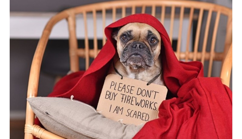 Γιατί φοβάται ο σκύλος σου τους κεραυνούς και τις βροντές; (Μέρος 2ο)