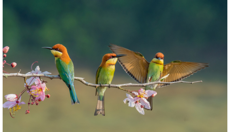 10 εκπληκτικά πράγματα για τα πουλιά