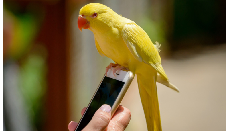 Μπορούν τα πουλιά να επικοινωνούν μέσω κινητών και tablets;